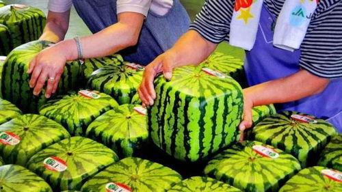 免费高质量吃瓜,揭秘高质量吃瓜盛宴！  第3张