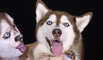 韩国哈士奇爆料视频播放,哈士奇爆料视频引发网友热议,揭秘真实韩国生活 第2张 韩国哈士奇爆料视频播放,哈士奇爆料视频引发网友热议,揭秘真实韩国生活 第2张